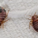 09ee98f11b8a5594e6c82d316d6d4a1d.png-1